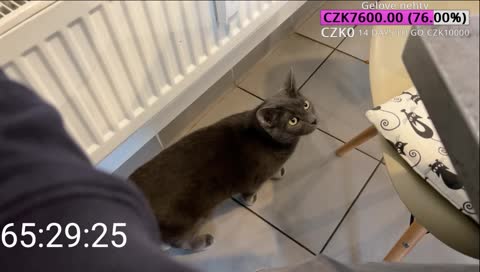 kočička