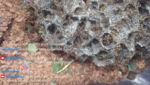 Ameisen / Ants Atta cephalotes