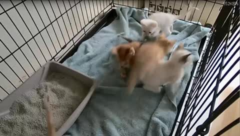 Kitten Cam - Write suggestions in chat!