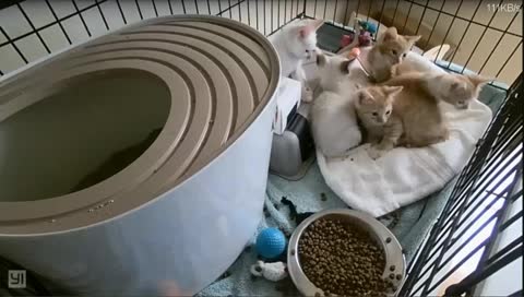 Kitten Cam's Cuddly Cat Care