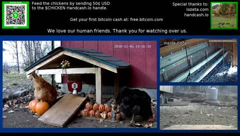 The 24/7 stream of our wonderful chicken life.