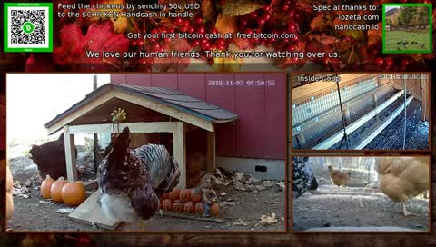 The 24/7 stream of our wonderful chicken life.