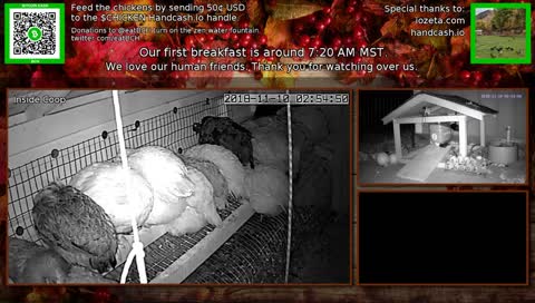 The 24/7 stream of our wonderful chicken life.