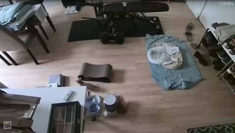 Kitten Cam's Cuddly Cat Care