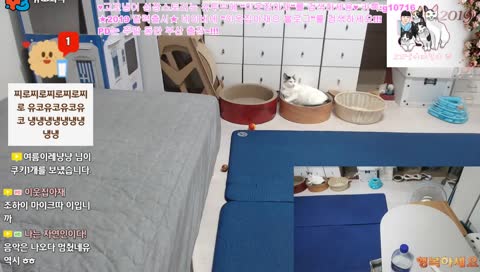 (고양이) 고꼬냉이와 이웃집아재 