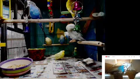 Parakeets -- LIVE
7 days a week
7AM-7PM Central Time Zone
Tulsa OKlahoma USA 