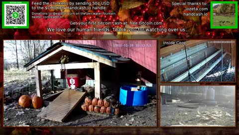 BCH enabled chicken feeder. You've worked hard. Take a break and relax with us.