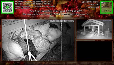 The 24/7 stream of our wonderful chicken life.