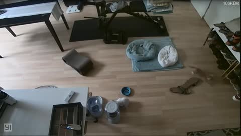 Kitten Cam's Cuddly Cat Care