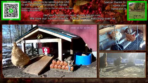 The 24/7 stream of our wonderful chicken life.
