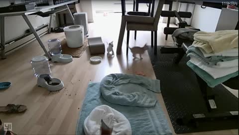 Kitten Cam's Cuddly Cat Care