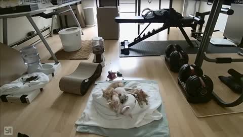 Kitten Cam's Cuddly Cat Care