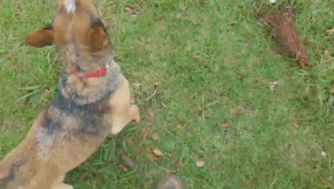 TravisTravelsOrg's mobile stream