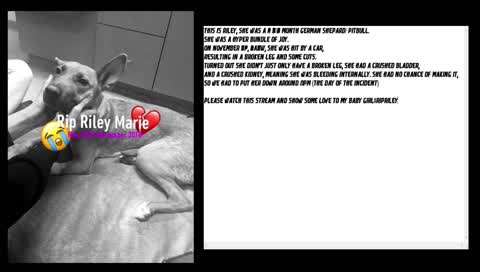 24 HOUR STREAM, IN MEMORY OF RILEY... #RIPRILEY