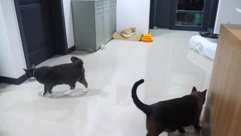 [LIVE] 고양이들은 지금 뭐할까? 토요일밤 같이 보내요🌛