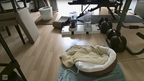 @ 19 sceinds. when i's bored i chases tail!