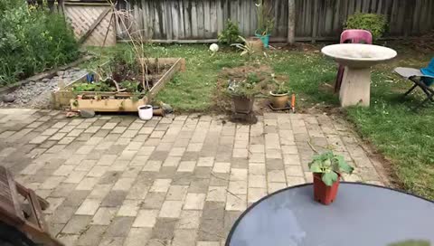 nacnopt's mobile stream