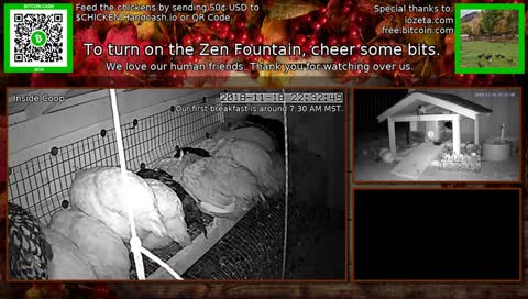 The 24/7 stream of our wonderful chicken life.