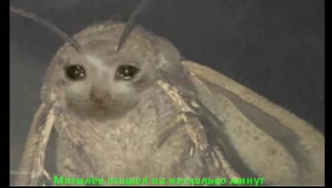 Игра про уток не про тех уток о которых вы могли подумать 