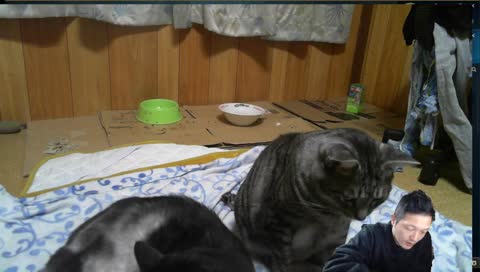 Ultima Online 日本DUEL大会１位のプロHJM36歳のゲーム配信