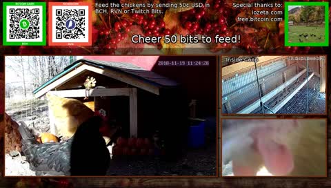 BCH enabled chicken feeder. You've worked hard, now relax with us.
