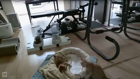 Kitten Cam -  Cuddly Cat Care Edition