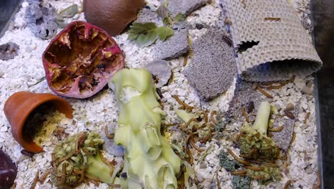 A mealworm hobby farm in Southern Finland