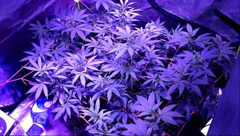 TUBATIM420's 24/7 BENDER ~~ Come Chat With Our Tomato Plants