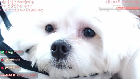 댕댕이와 표정부자 여름이