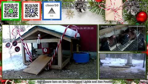 The 24/7 stream of our wonderful chicken life.