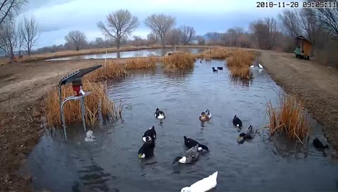 Ducks!