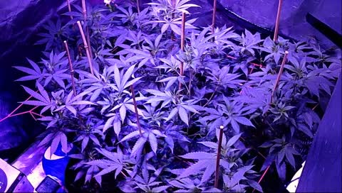 TUBATIM420's 24/7 BENDER ~~ Come Chat With Our Tomato Plants ~~ FLOWERING STARTS THURSDAY