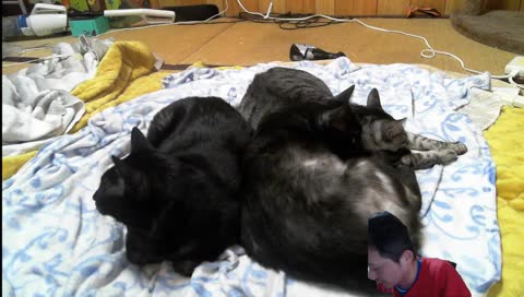 Ultima Online 日本DUEL大会１位のプロHJM36歳のゲーム配信