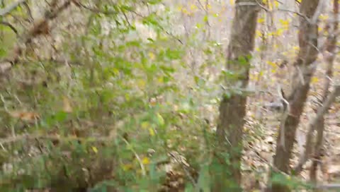 Runescape in the forest, and looking for snakes