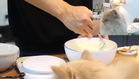 [LIVE] 고양이들은 지금 뭐할까? 토요일밤 같이 보내요🌛