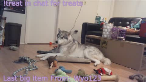 GOD SLAYER! !treat in chat for dog treats