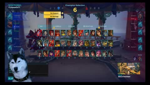 A dog doing ranked placements