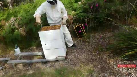 bee chronicles day 4 - long live the (new) queen [ɐᴉlɐɹʇsnɐ] KKrikey