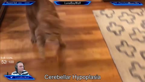 [PC STEAM] BOPPING BROTHERS!    !SCRIMS !SRULES (PRO PLAYER)  !SOCIALS  #X3LGAMING #ZESTYTUNA
