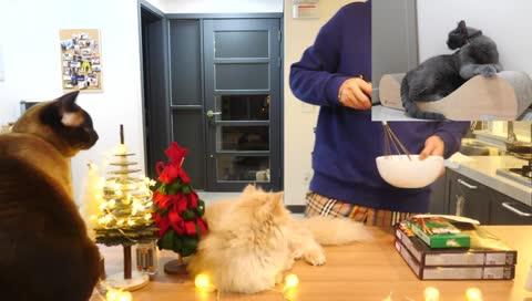 [LIVE] 고양이들은 지금 뭐할까? 토요일밤 같이 보내요🌛