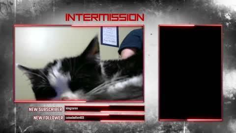 Kitty Cam- Baby kitty reaches for camera 