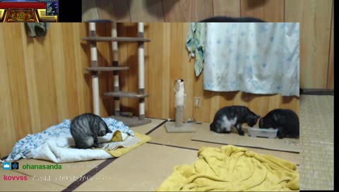 Ultima Online 日本DUEL大会１位のプロHJM36歳のゲーム配信