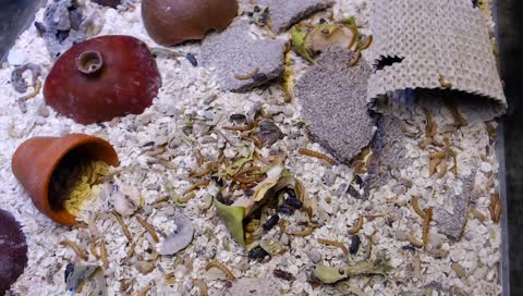 A mealworm hobby farm in Southern Finland