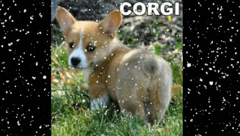 [!charity] Those Pokemon Players Keep Trying to Take Over My Yu-Gi-Oh Territory #PAWSitivity #GlitterForPartner