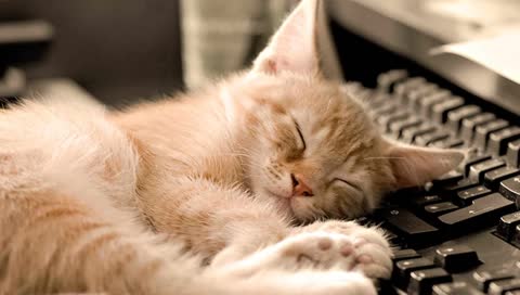 Стрим так сказать.Рпешечка
