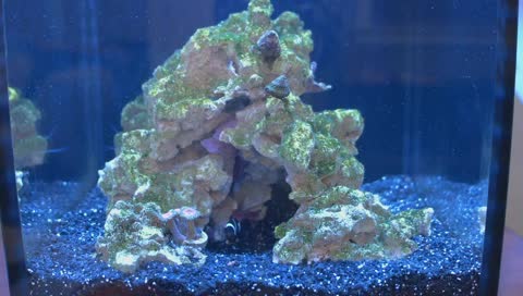 Fishy Friends and Study Beats