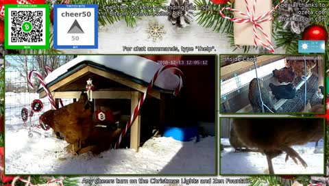 The 24/7 stream of our wonderful chicken life.