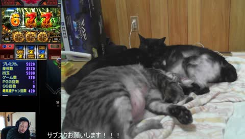 Ultima Online 日本DUEL大会１位のプロHJM36歳のゲーム配信