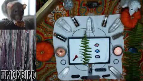 (●‿●) live piano + generative synth 