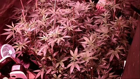 |!| TUBATIM420's 24/7 BENDER |!| Come Chat With Our Tomato Plants ~~ IT'S FLOWER POWER HOUR ~~